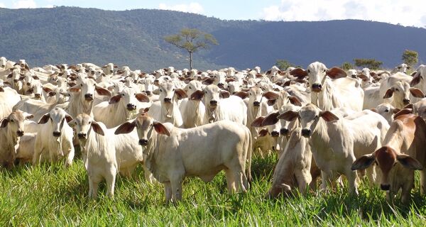 Ministério da Agricultura confirma a ocorrência de dois casos atípicos de vaca louca em MG e MT