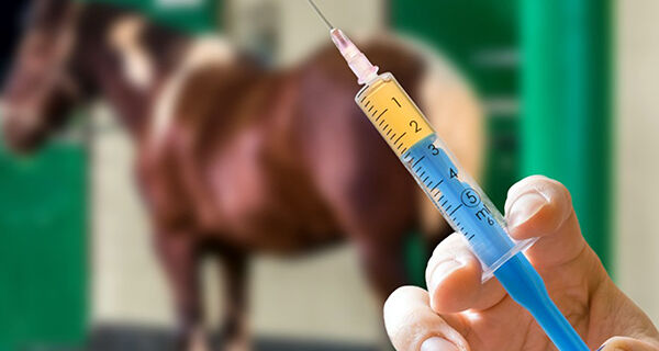 Critérios e procedimentos para farmacovigilância veterinária entram em consulta pública