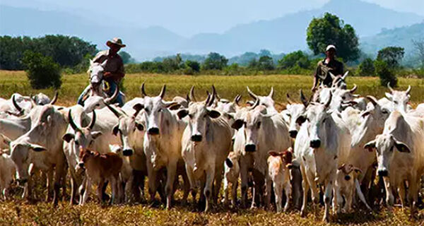 Rebanho bovino em MS cai, mas Estado ainda ostenta 5&ordm; lugar no Brasil