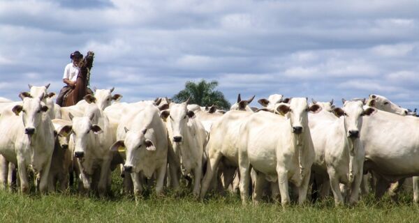 Soja, milho e carne bovina puxam valor da produção agropecuária, que supera R$ 1,1 trilhão