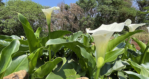 Miniestação ecológica permite produção integrada de peixes e plantas ornamentais