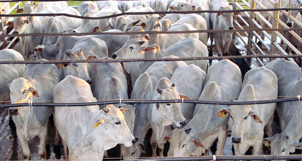 Negócios no mercado de reposição de bovinos seguem lentos