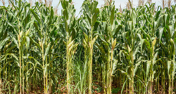 Consórcio com o milho aumenta a produção sustentável de cana-de-açúcar no Cerrado