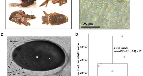 Equipe registra ocorrência do 1&ordm; microsporídio patogênico ao besouro do eucalipto