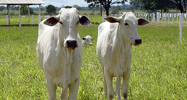 Preços do boi gordo seguem em queda e ainda mais pressionados
