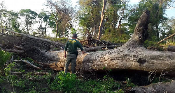 Senado aprova projeto que estipula fim do desmatamento ilegal