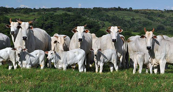 Conjuntura segue complicada para criadores de bovinos e frigoríficos