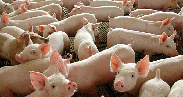 Unidade de reprodutores suínos da Estação de Cananéia será ampliada