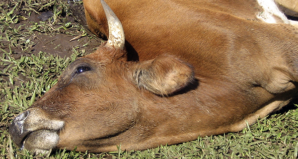 Especialista explica que ter vaca velha é dar "sopa" para o azar