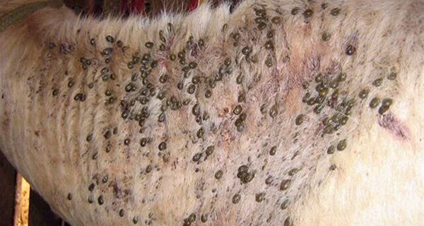 Manejo de pragas reduz até 82% do carrapato-do-boi sem uso de químicos