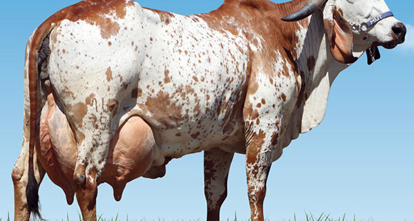 Embrapa e ABCGIL lançam sumário de avaliação genômica de fêmeas Gir Leiteiro