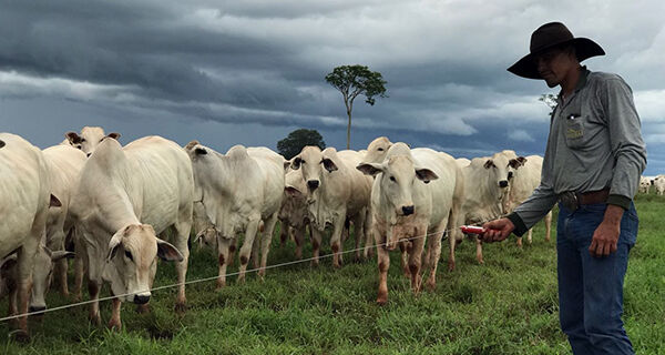 Pastorear o rebanho não é coisa do passado