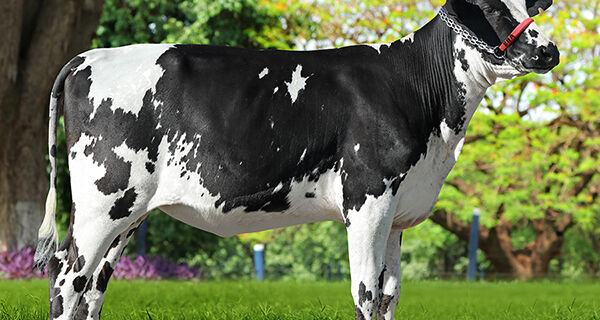 Ferramenta genômica seleciona vacas leiteiras adaptáveis às diferenças climáticas