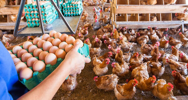Curso on-line mostra como produzir sementes e ovos na agricultura familiar