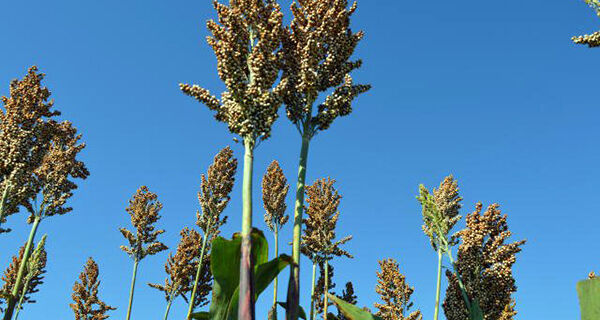 Embrapa aponta que consórcio de soja com sorgo na safrinha melhora plantio