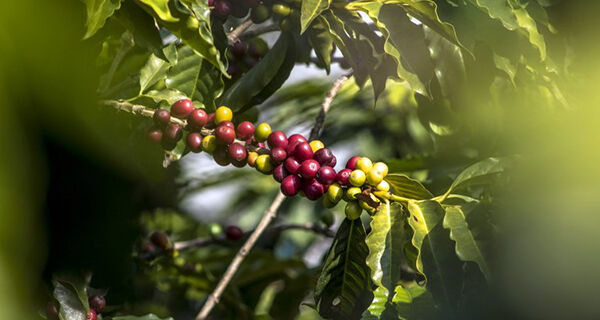 Café arábica tem novas portarias de zoneamento agrícola de risco climático