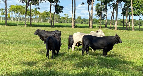 Manejo da fertilidade do solo gera lucro e sustentabilidade às pastagens
