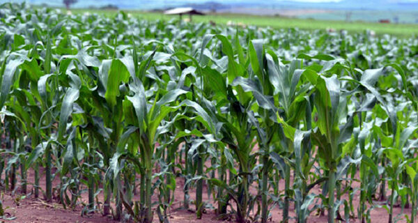 Estudo revela como densidade de planta e adubação interferem no cultivo do milho