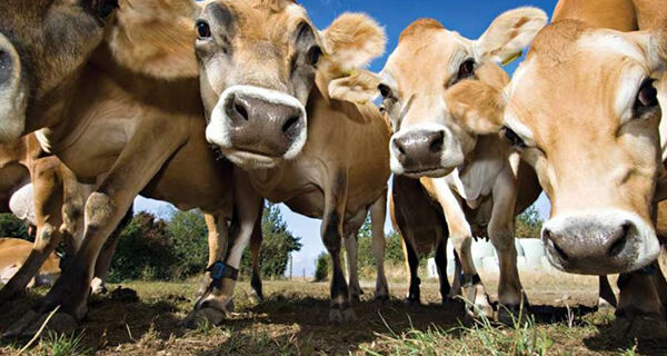 Vacas Jersey são disponibilizadas para atividades práticas da UFPel