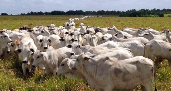 Embrapa aposta em alta nas exportações de carne, mas vê custo elevado em 2022