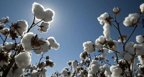 Plantio de algodão atinge 35% da área estimada, diz Abrapa