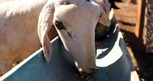 Alimentação estratégica melhora a eficiência reprodutiva de ovinos
