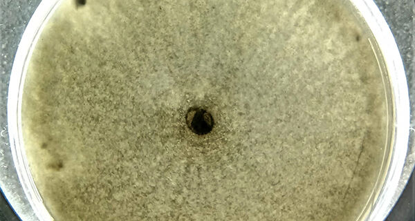 Planta se comunica com micróbios benéficos para afastar patógenos