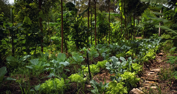 Alface irrigada em sistema agrofloresta produz mais com uso racional da água