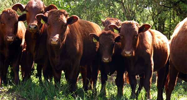 Registros de animais de raça Herd-Book Collares cresceram 13% em 2021