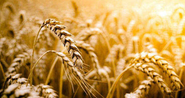 Mercado de trigo tem tudo para ter um bom ano
