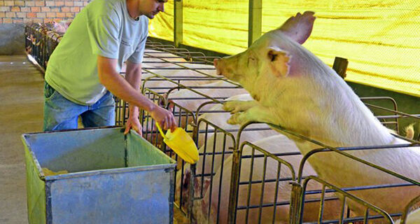 Arroz é opção viável para substituir milho na ração animal, diz Embrapa