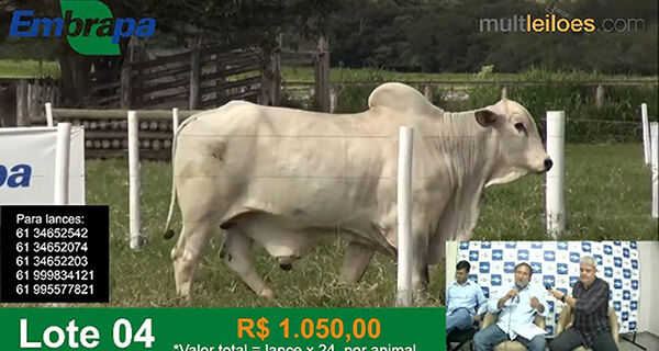 Genética Nelore BRGN é valorizada em leilão online da Embrapa