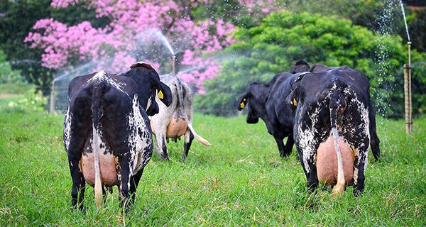 Prova de Leite a Pasto da Embrapa Cerrados abre inscrições em junho