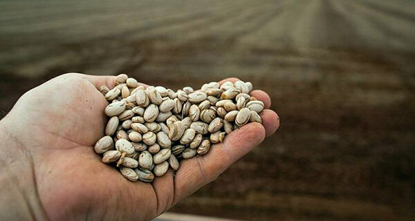 Benefícios no cultivo do feijão está na mesa, na nutrição do solo e no meio ambiente