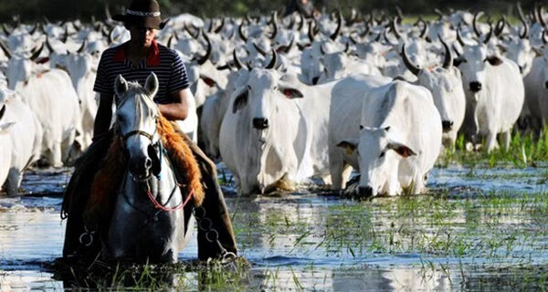 Proposta pode comprometer a atividade pecuária na planície alagável do Pantanal
