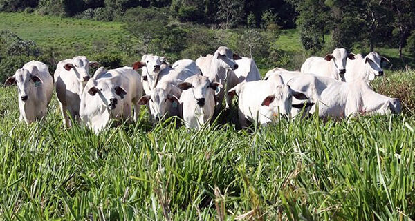 Estresse térmico afeta produção de carne de qualidade, revela pesquisa