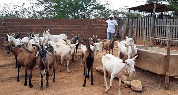 AgroNordeste gera melhoria de renda para agricultoras do semiárido