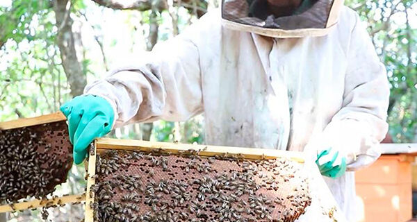 Casal de apicultores transforma hobby em fonte de renda com ajuda do Senar/MS