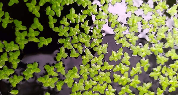Estudo com macrófita aquática auxilia no limite de concentração de nanoprata