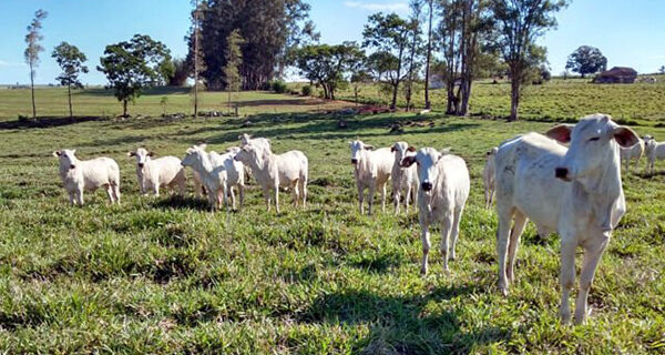 Integração lavoura-pecuária eleva produtividade do gado e viabiliza soja