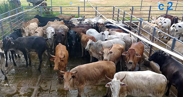 Produção de carne orgânica e sustentável já é realidade no Pantanal