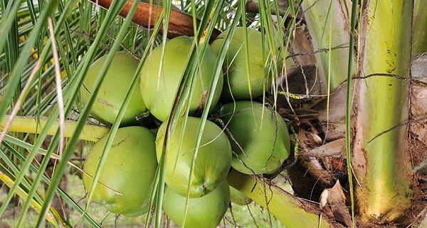 Produtividade e valor agregado ao coco é atrativo para cultivo em MS