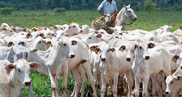 ABCZ inicia terceira etapa do programa "Zebu: Carne de Qualidade"
