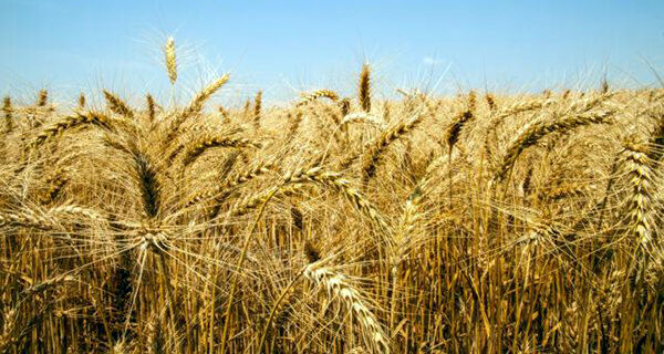 Índia suspende exportação de trigo e preço dispara em Chicago