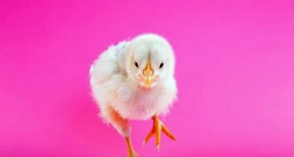 Com fome e frio, aves reduzem temperatura corporal na infecção para poupar energia