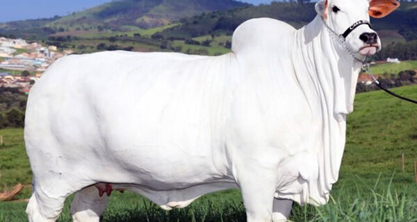 Vaca nelore bate recorde de valorização e é arrematada por R$ 7,9 millhões