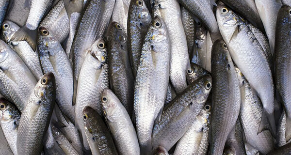 SAP faz força-tarefa para analisar pedidos de autorização para pesca da tainha