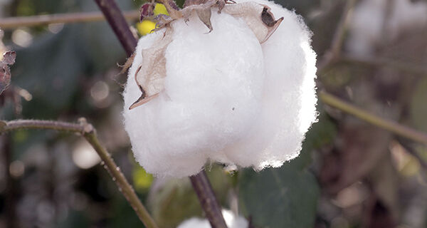Abrapa encerra missão na Ásia de olho em exportar mais algodão