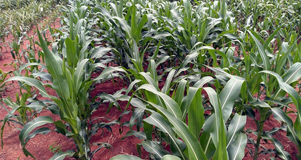 CTNBio aprova uso comercial de milho transgênico resistente a lagartas