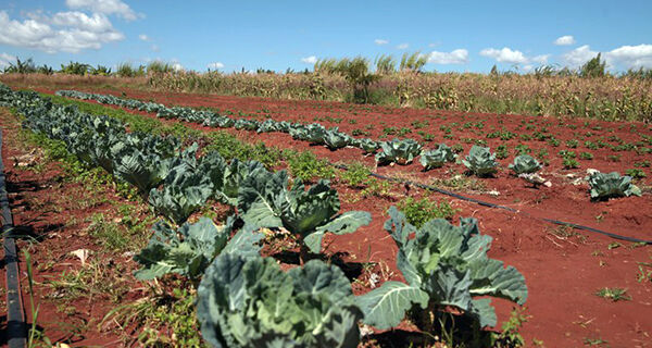 Plano sobre agroecologia e produção orgânica está sendo concluída pelo Mapa